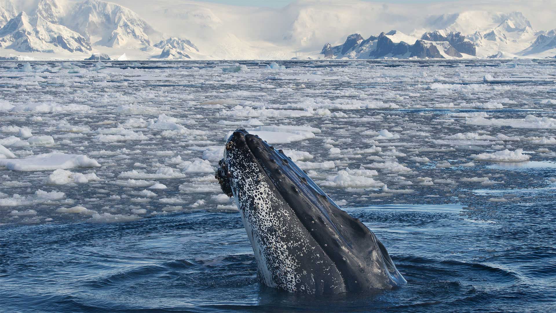 Antarctica