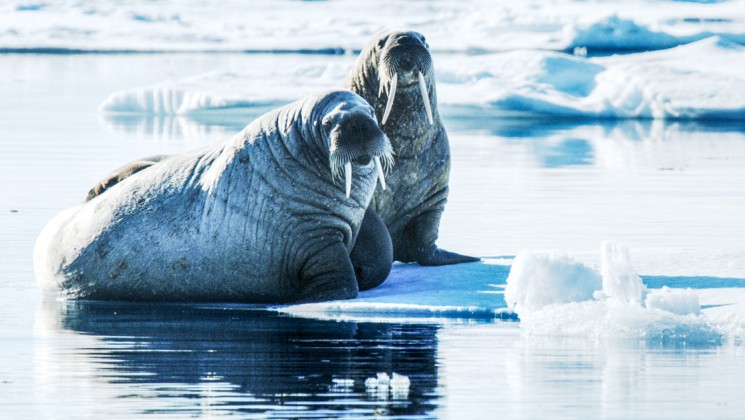 Spitsbergen